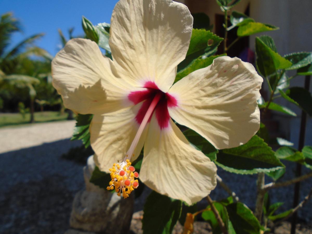 Serenity Sands Bed and Breakfast Corozal Town Esterno foto